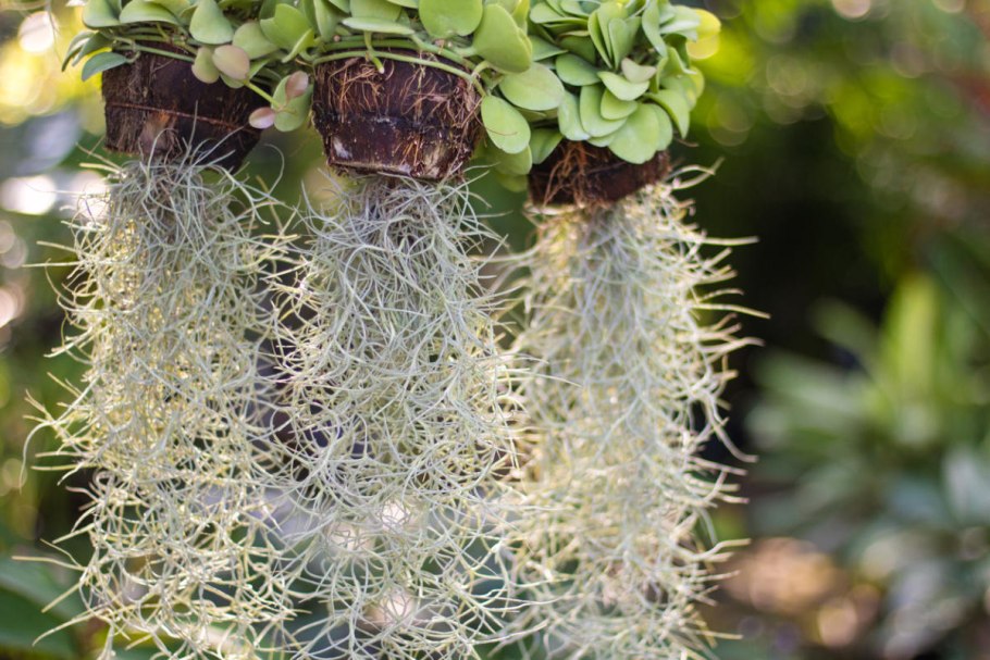Tillandsia usneoides Тилландсия уснеевидная