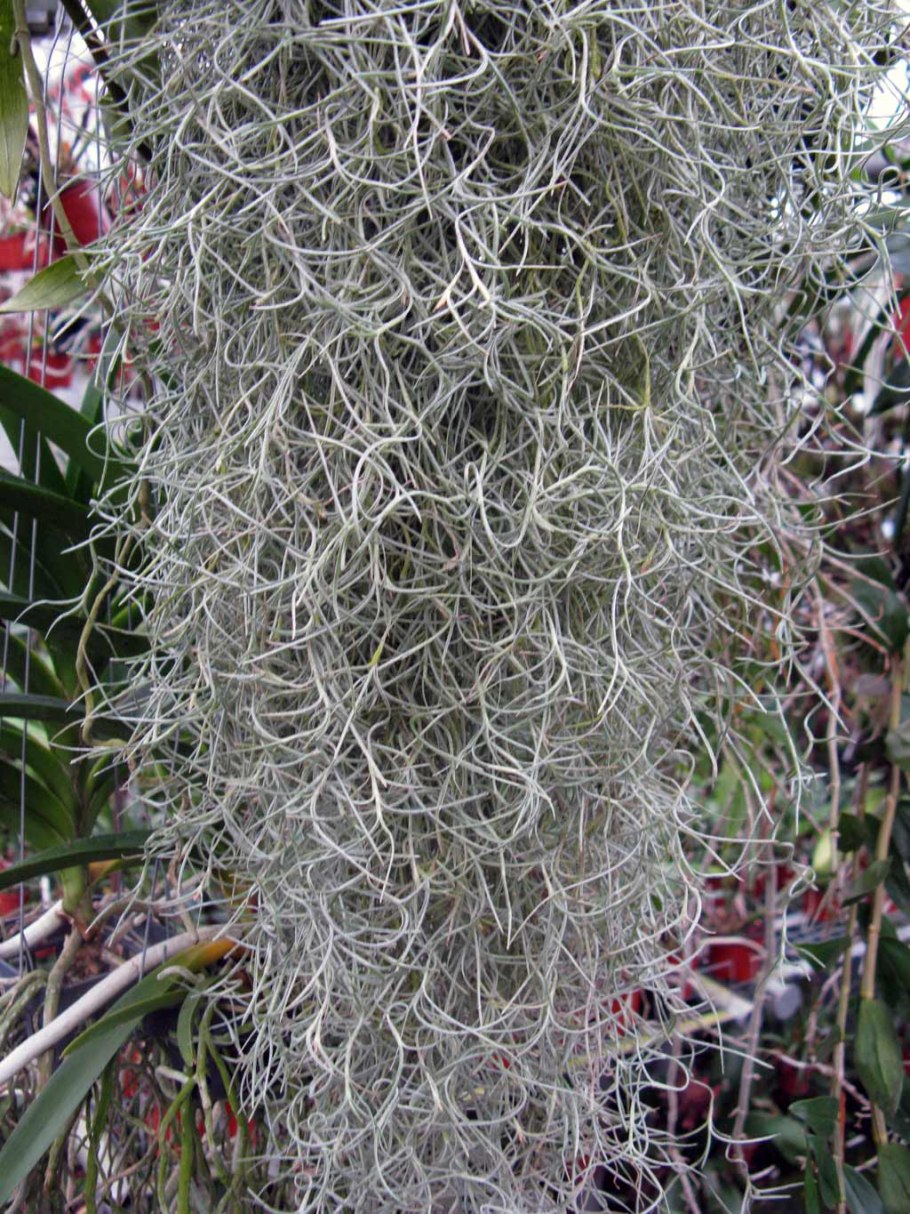 Тилландсия usneoides