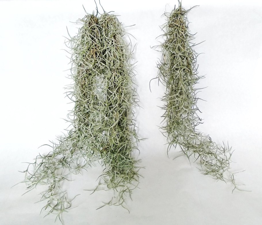 Тилландсия уснеевидная (Tillandsia
