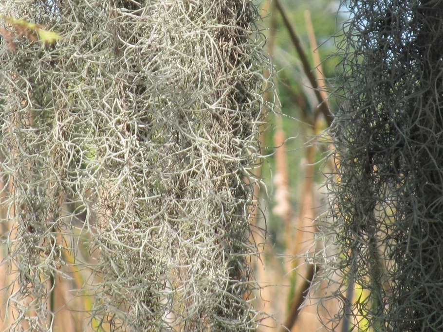 Usneoides/Тилландсия уснеевидная