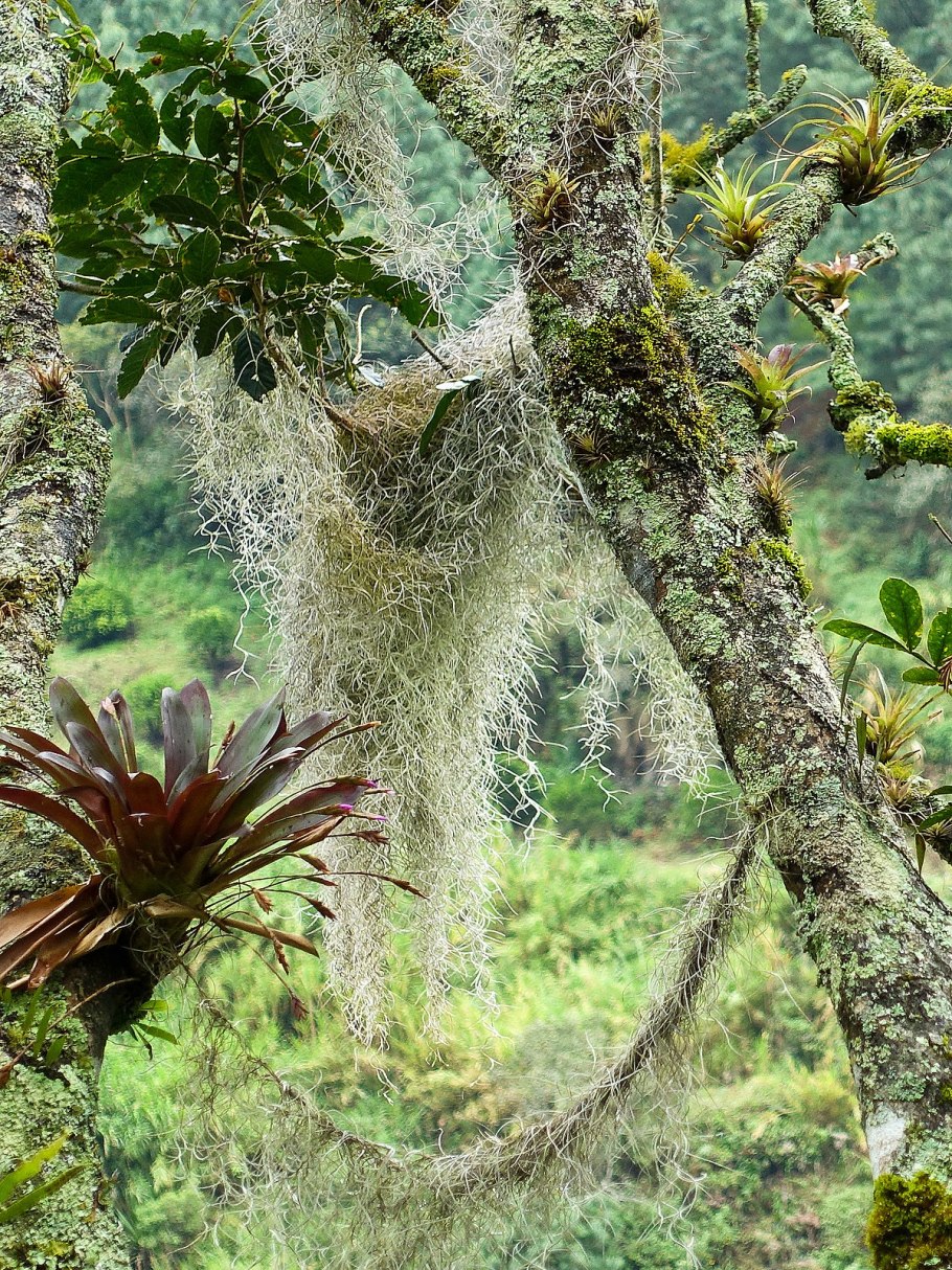 Tillandsia usneoides Тилландсия уснеевидная