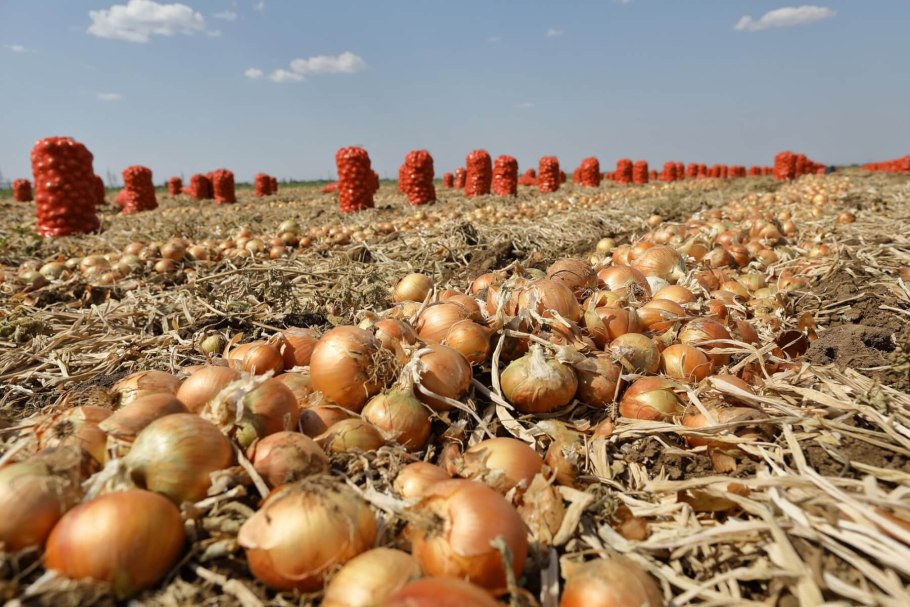 Лук странный