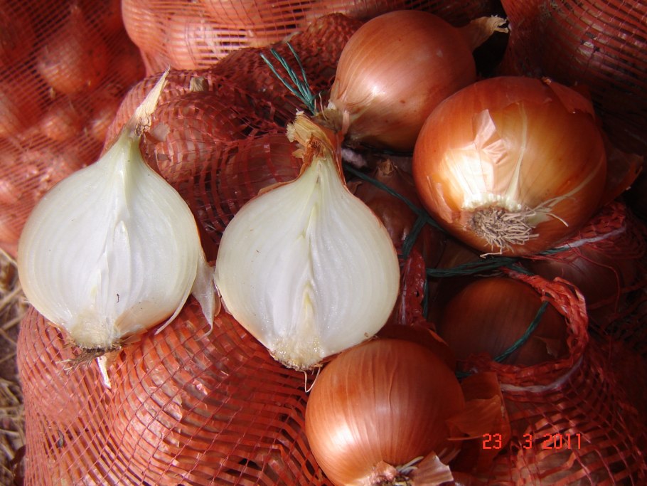 Chinese method of growing onions on Ridges description of Technology preparation of Seed material
