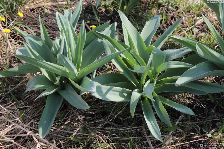 Краспедия шаровидная аллиум