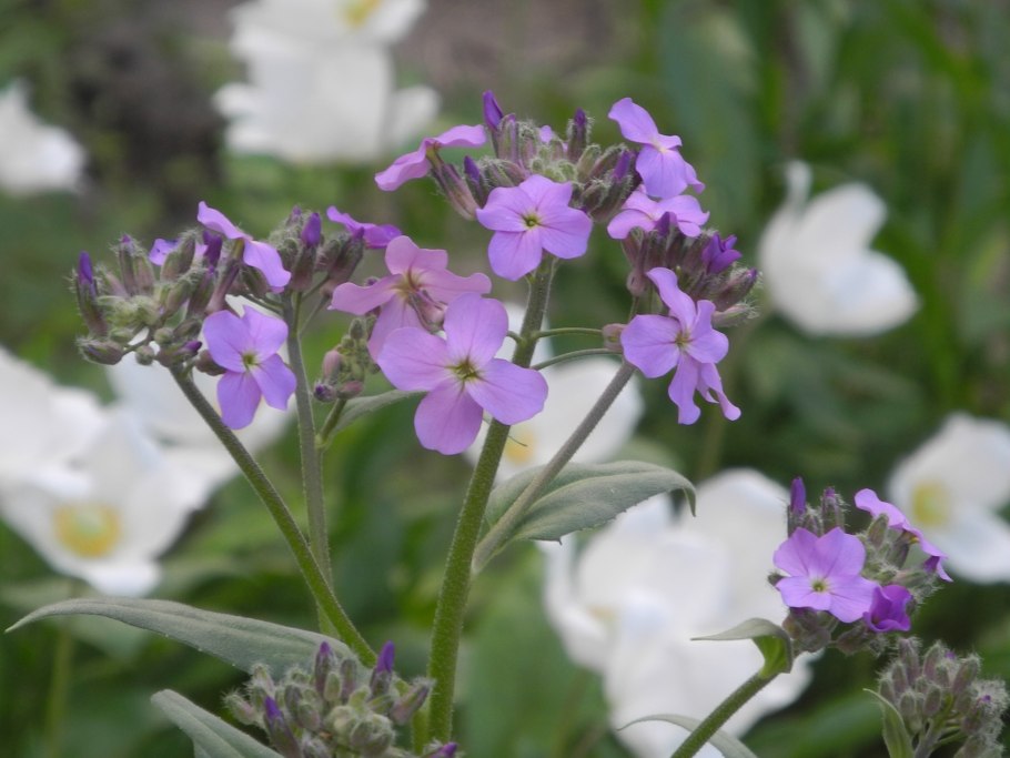 Клаусия Агидельская (Clausia agydeliensis)