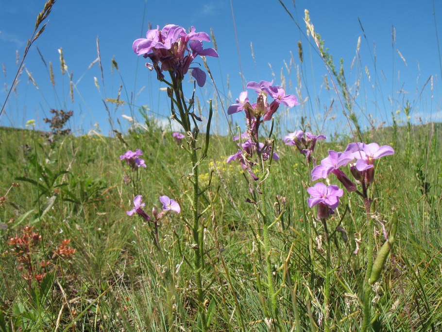 Клаусия солнцепечная фото