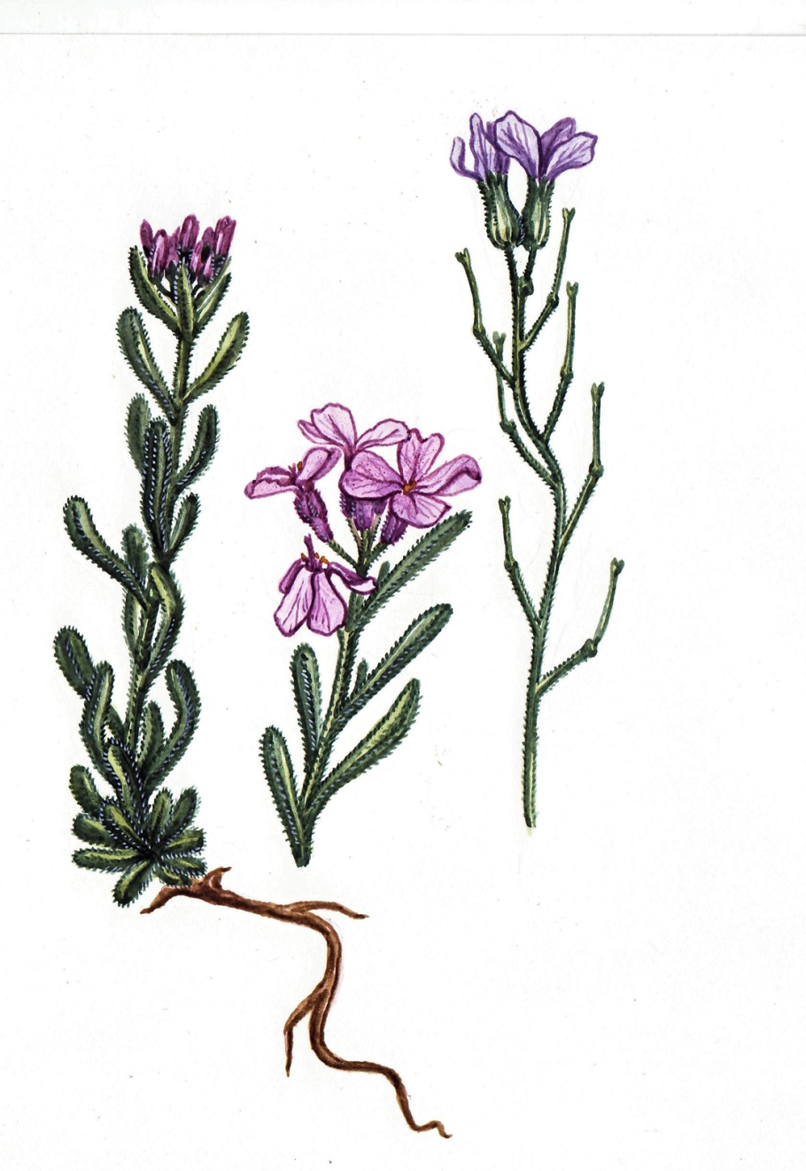 Клаусия солнцепечная рисунок