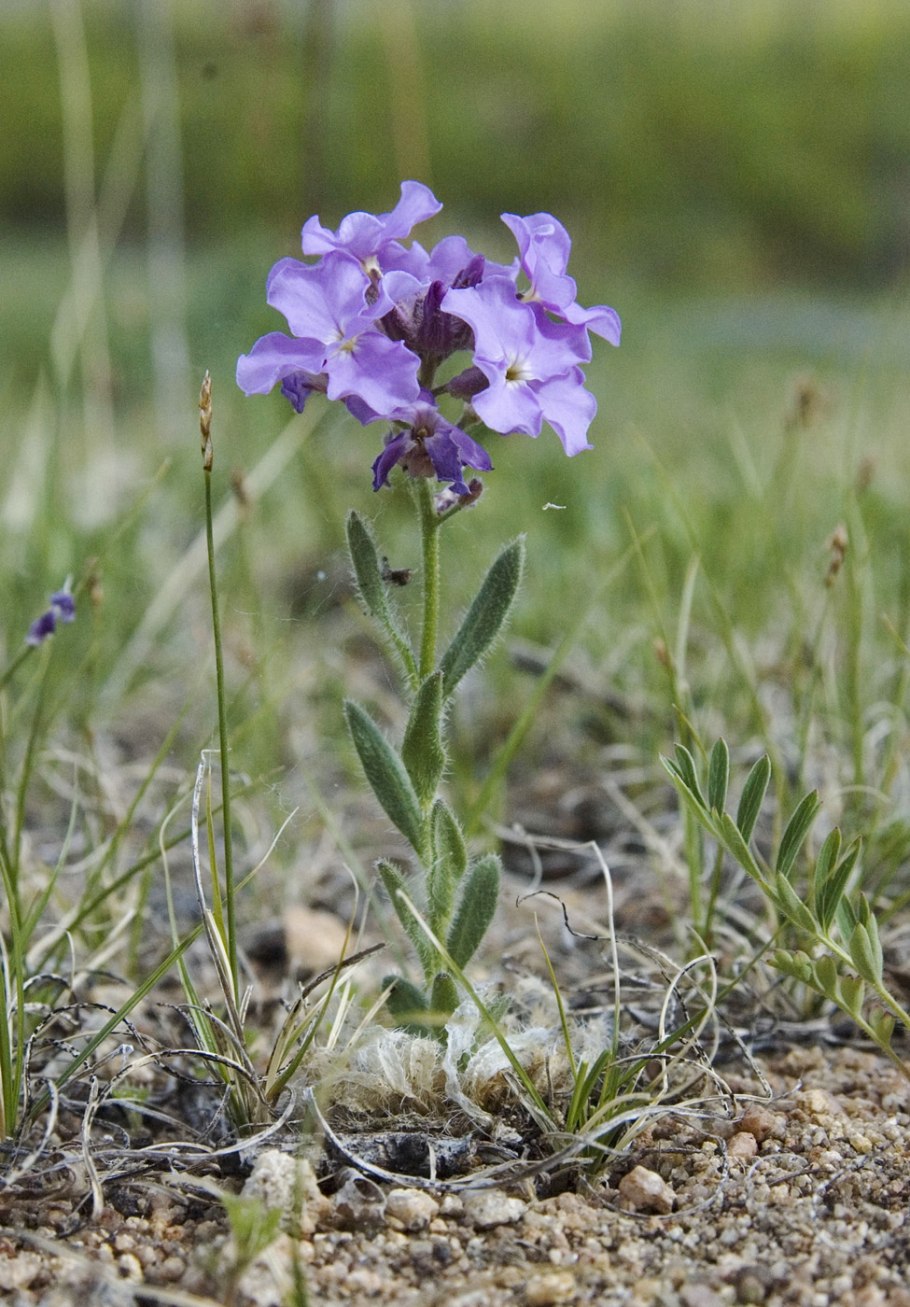 Клаусия Агидельская