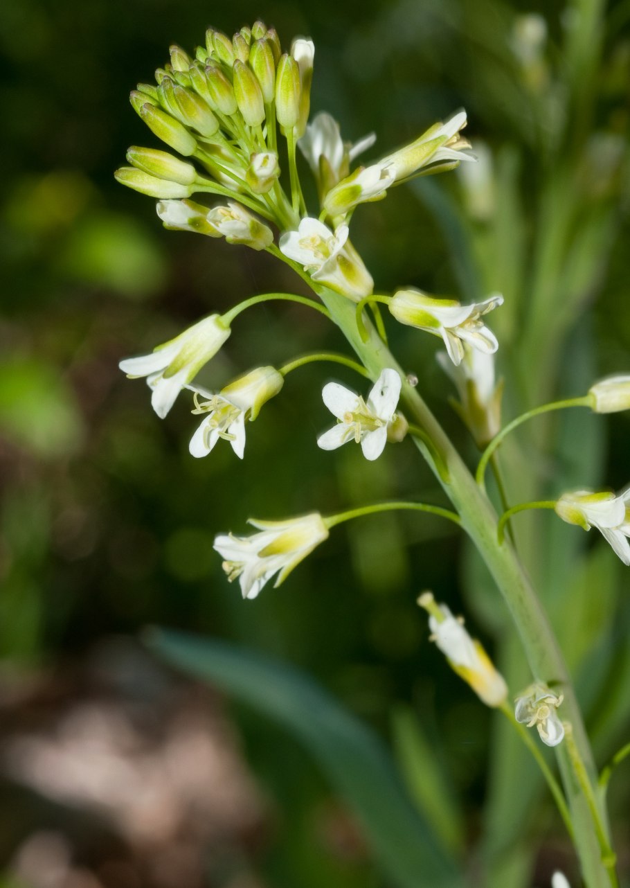 Conringia orientalis