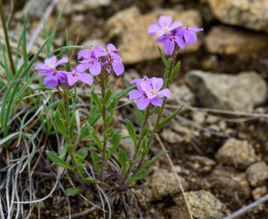 Клаусия Агидельская