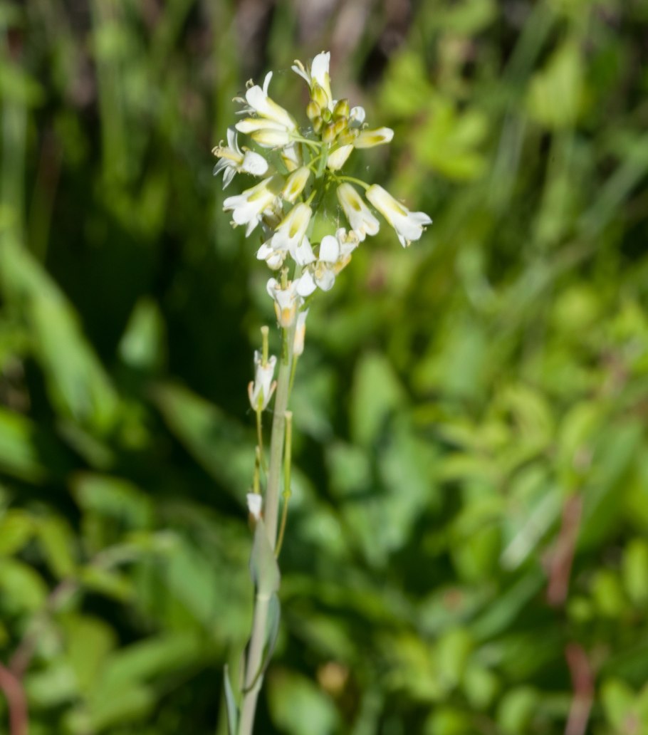 Флокс розовый на белом фоне