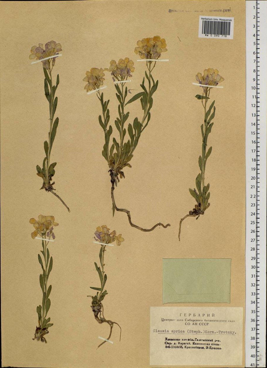 Смолка обыкновенная гербарий