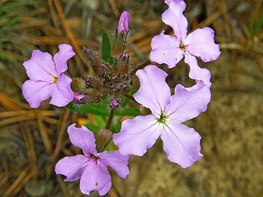 Клаусия солнцелюбивая