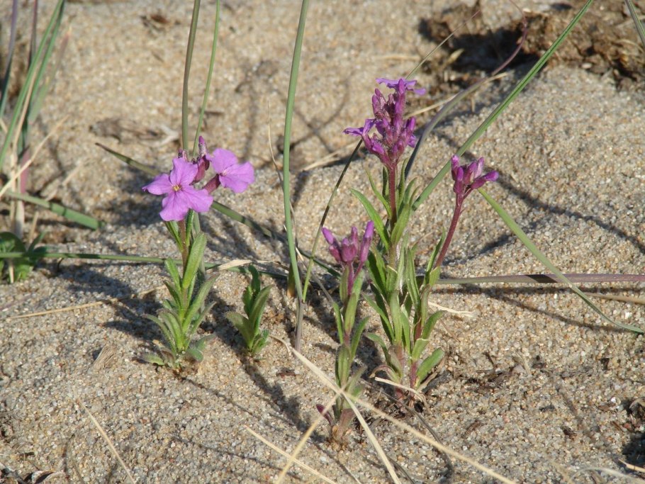 Трава Плантариум Степной