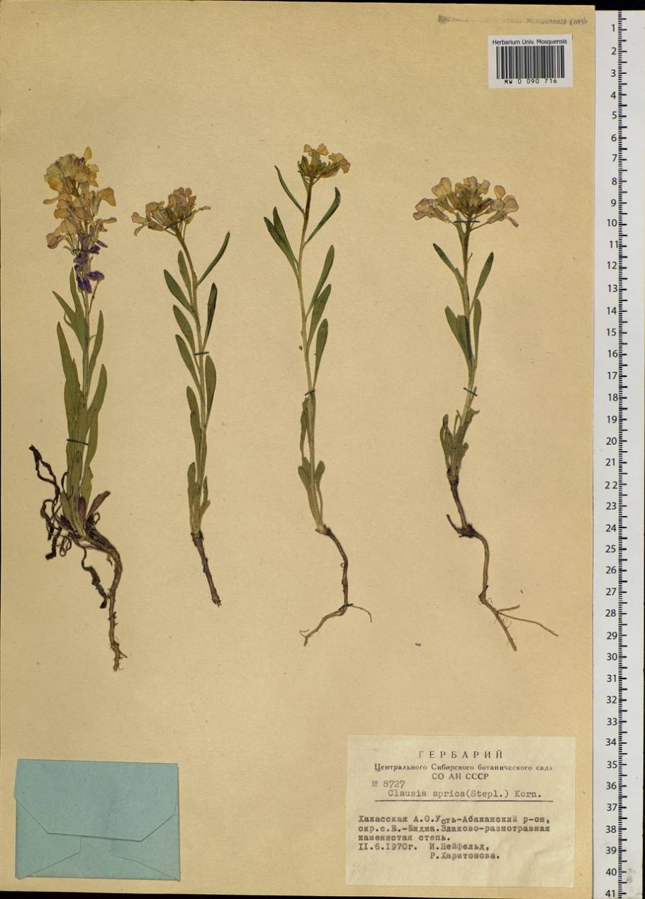 Вечерница Матроны (гесперис).