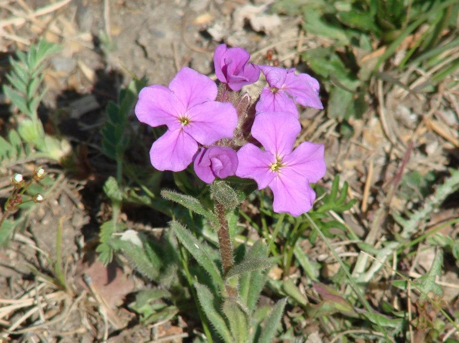 Клаусия Агидельская