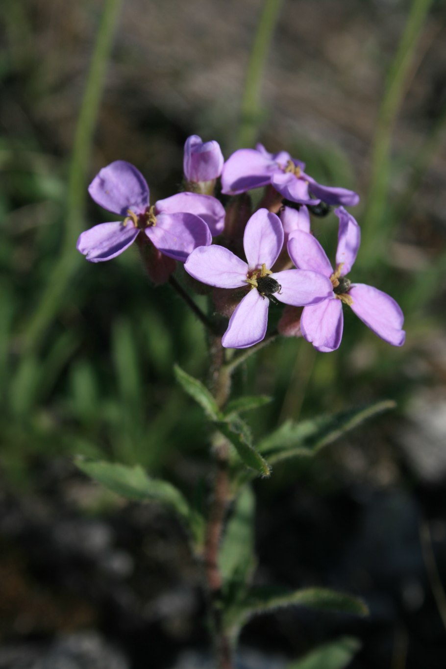Клаусия солнцепёчная