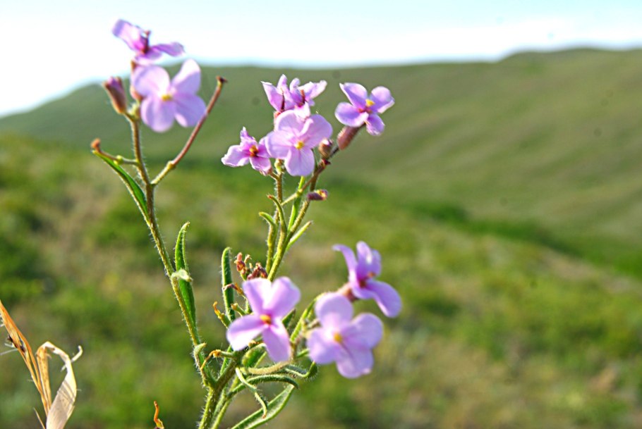 Клаусия солнцепёчная