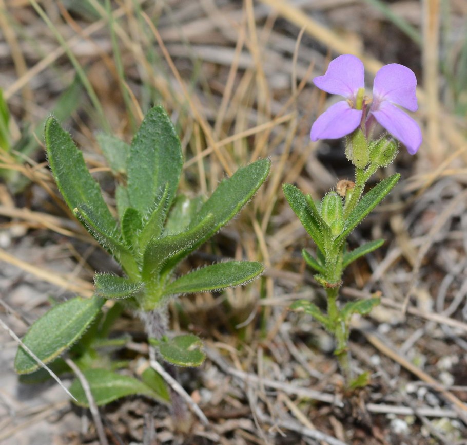Клаусия солнцепечная