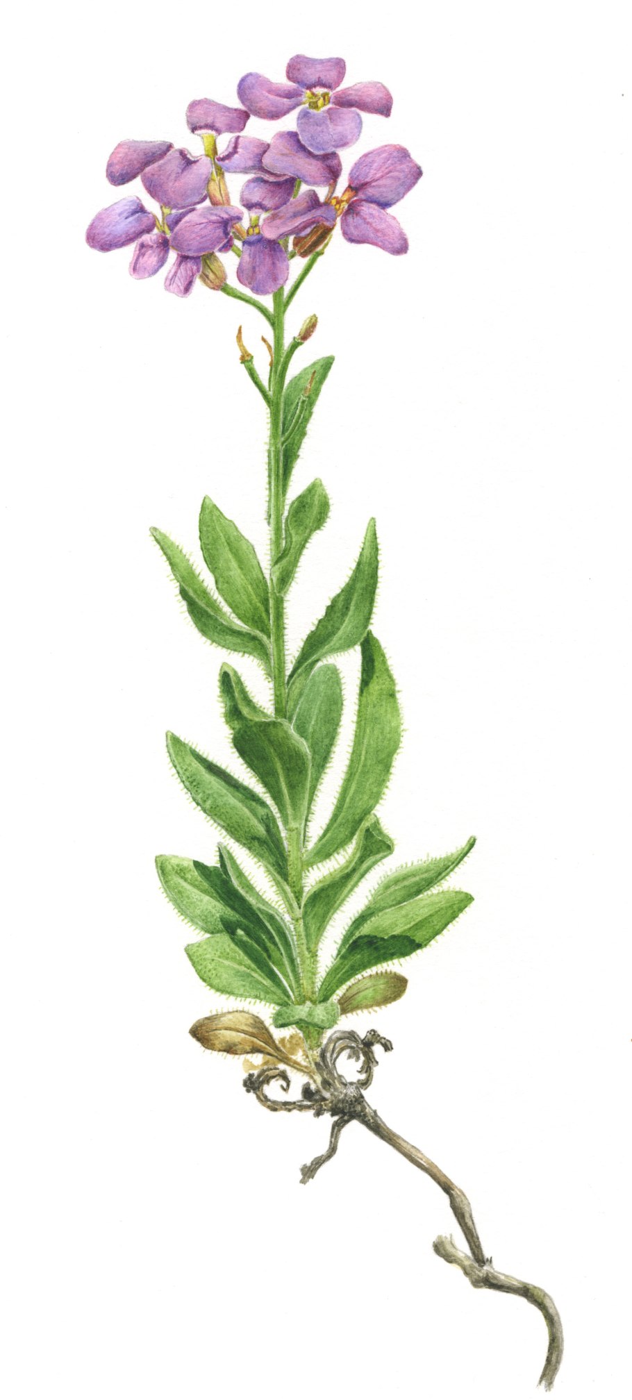 Клаусия солнцепечная ботаника