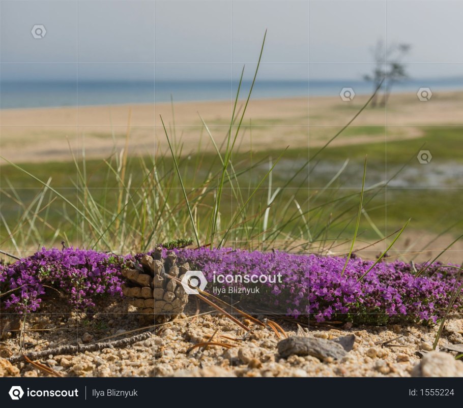 Conringia orientalis