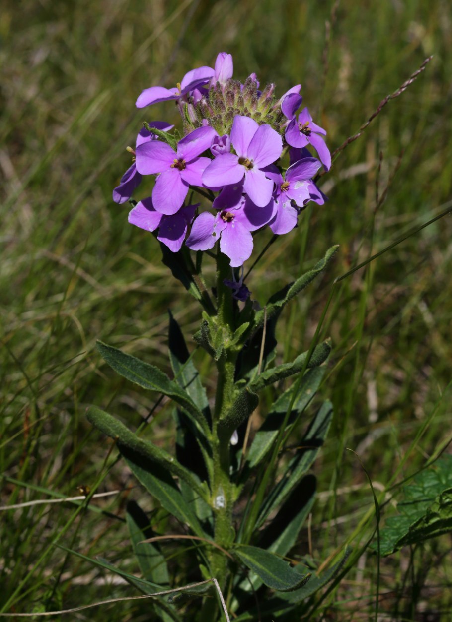 Клаусия солнцелюбивая