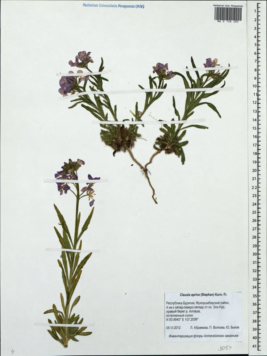 Клаусия солнцепечная гербарий