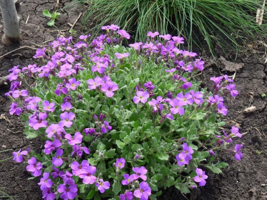 Клаусия солнцепечная рисунок