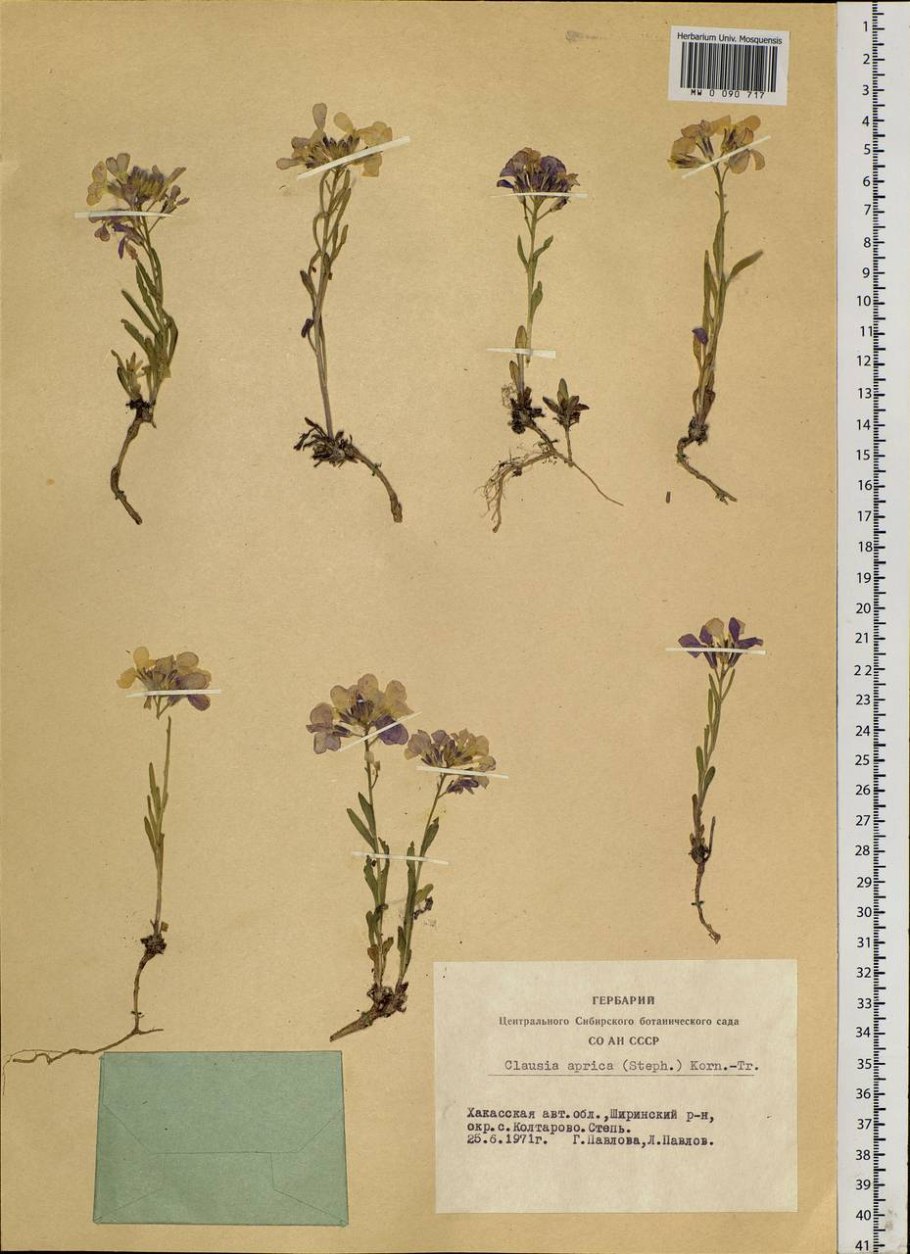 Гвоздика южностепная