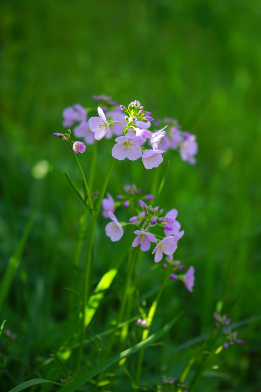 Лапчатка на лугу