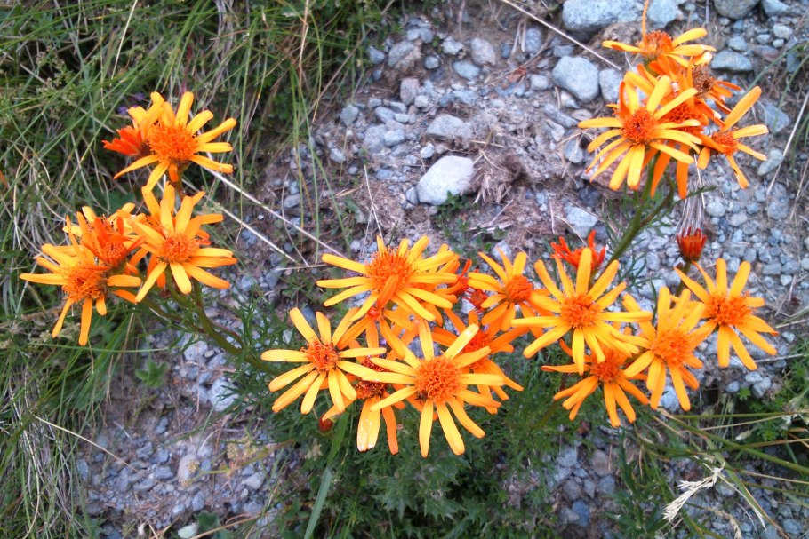 Арника Горная рассказ