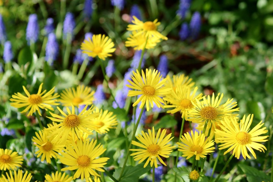 Арника Монтана (Arnica Montana)
