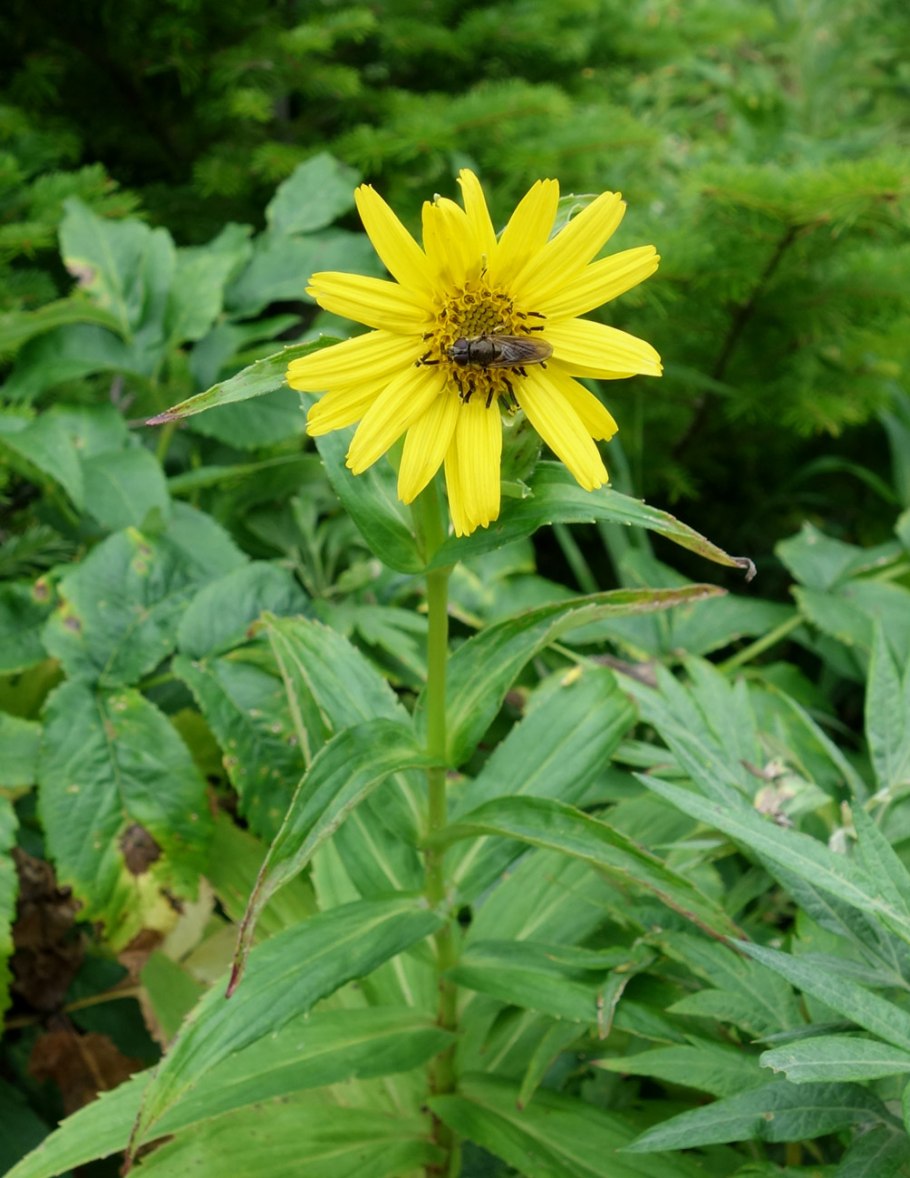 Арника Сахалинская