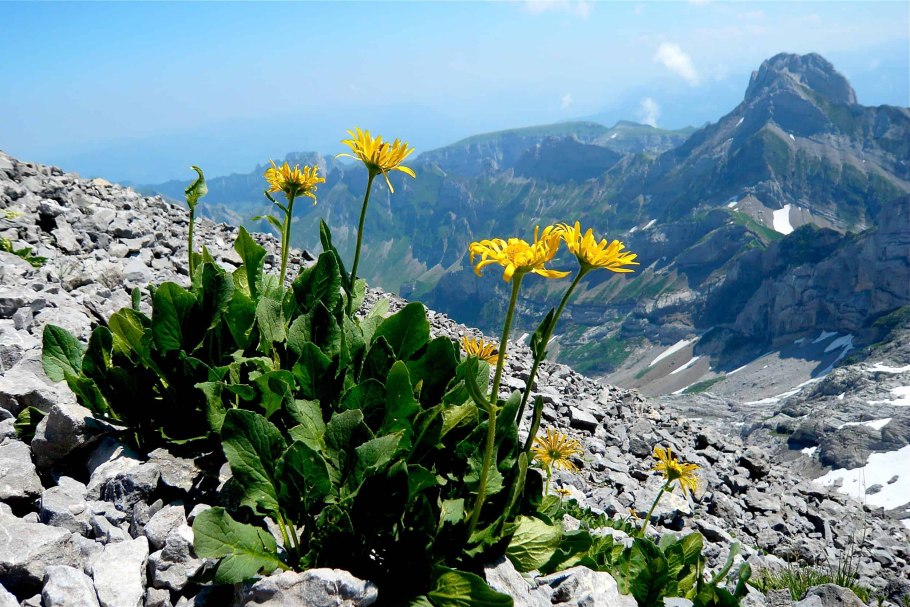 Арника Монтана растение
