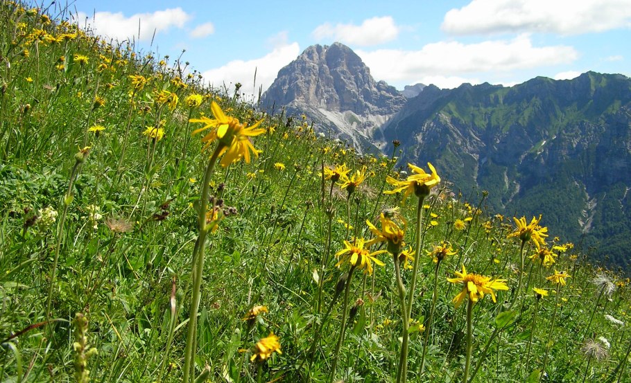 Арника Горная