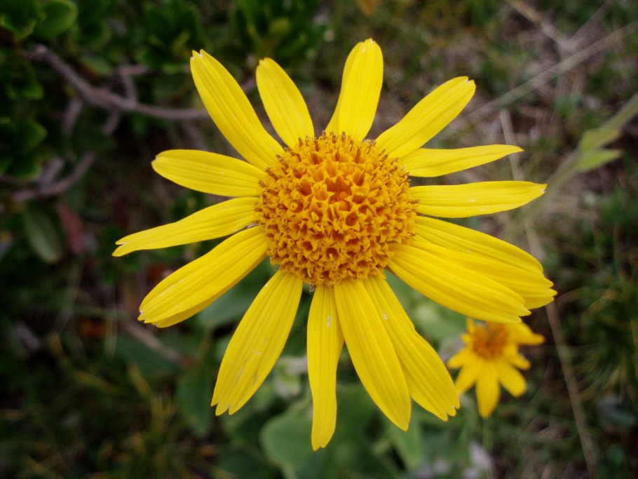 Арника Горная растение