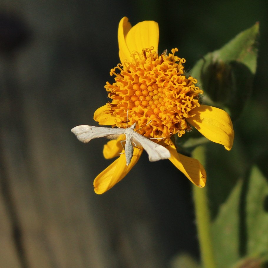 Арника цветок Википедия
