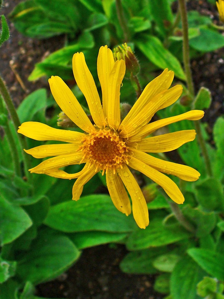 Арника Горная (Arnica Montana l.)