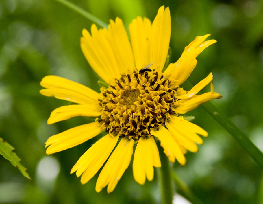 Арника ягода