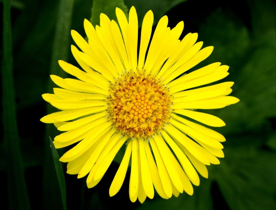 Арника ягода