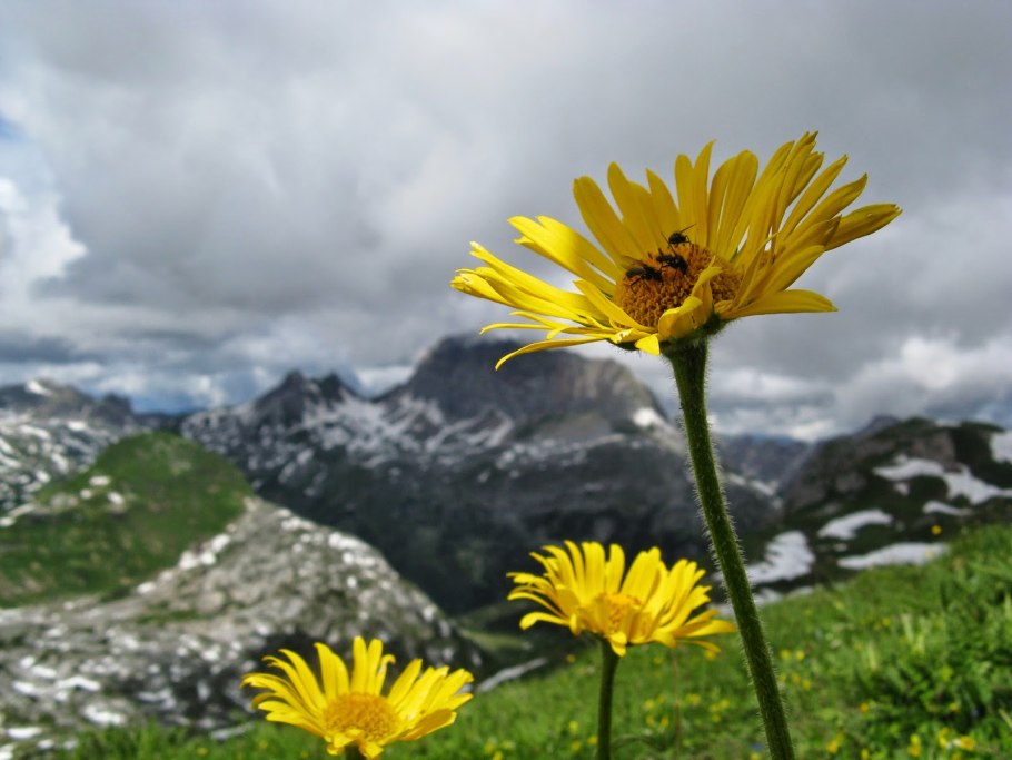 Arnica Montana