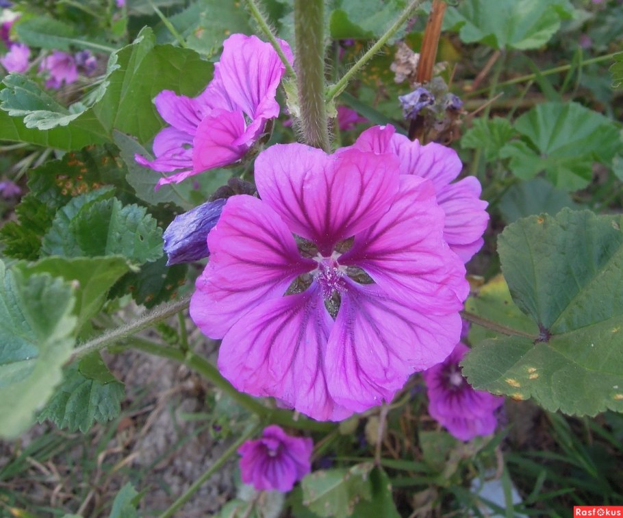 Мальва мутовчатая Malva verticillata