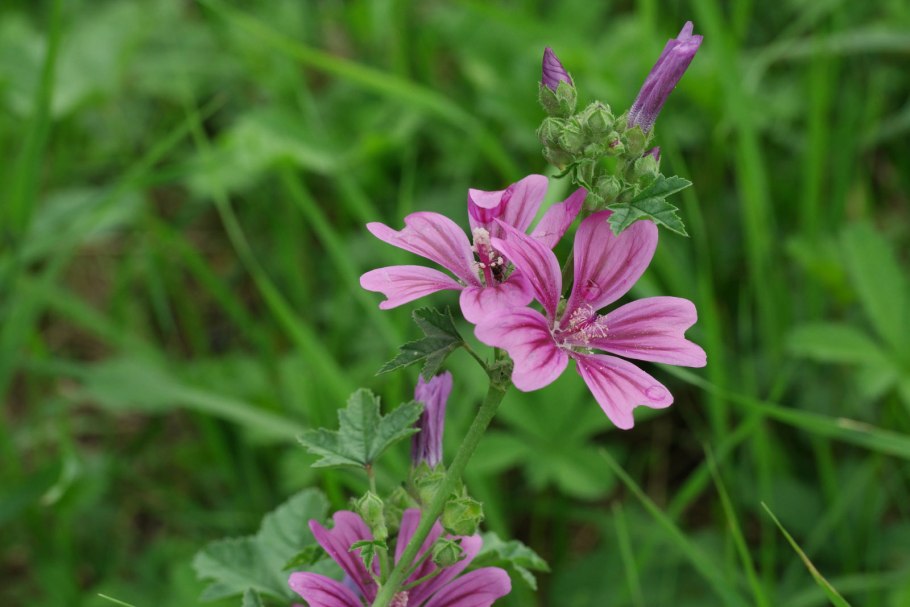 Malva Sylvestris