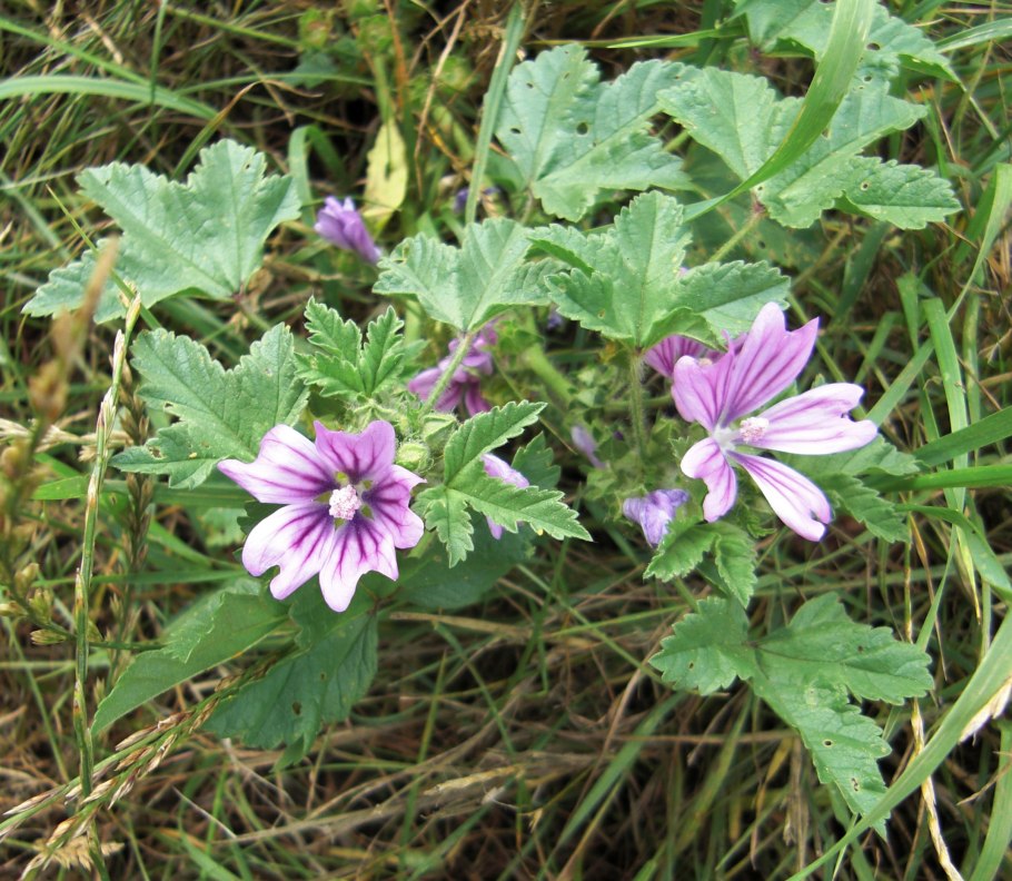 Malva Sylvestris