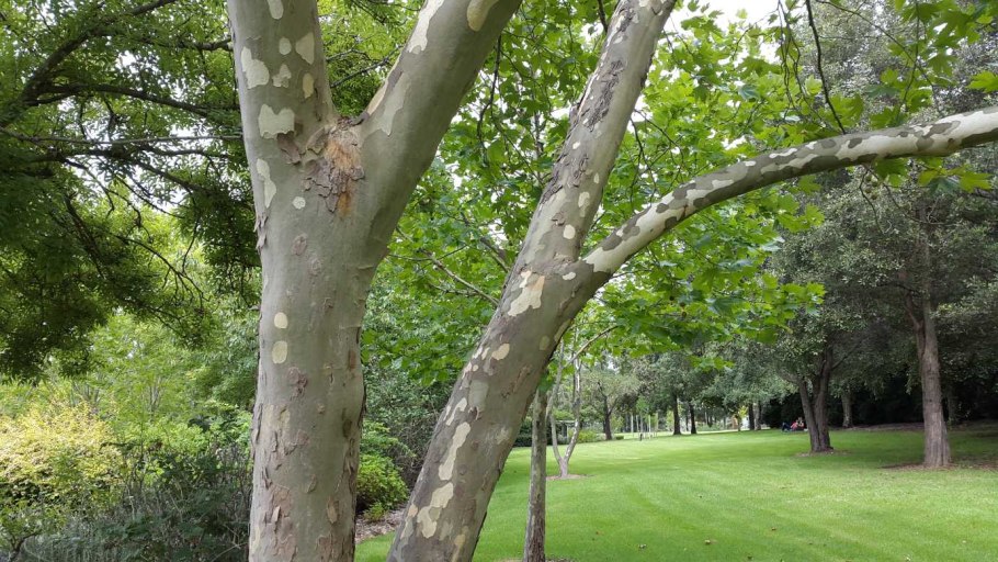 Платан испанский