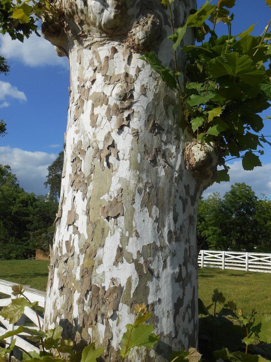 Платан дерево Википедия
