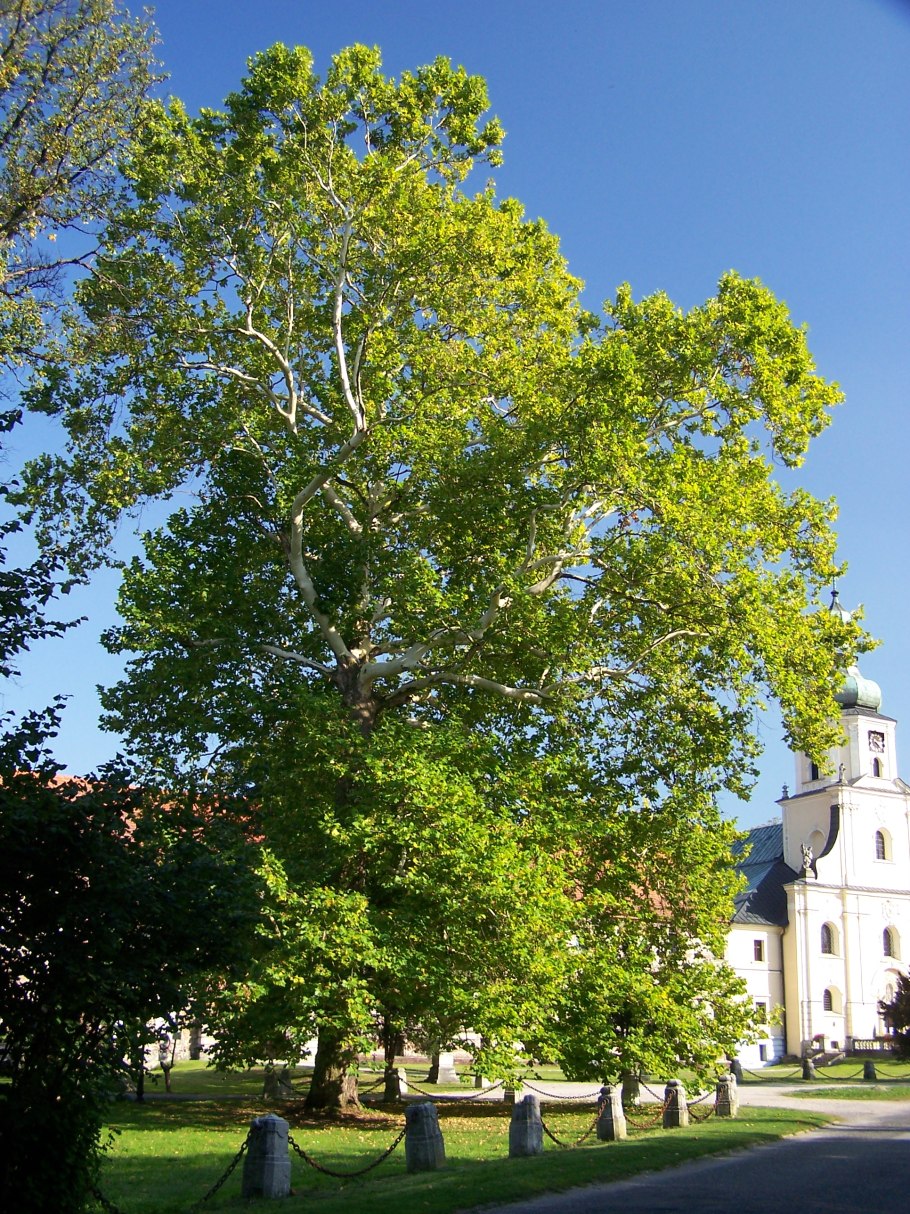 Платан Восточный (Чинар)