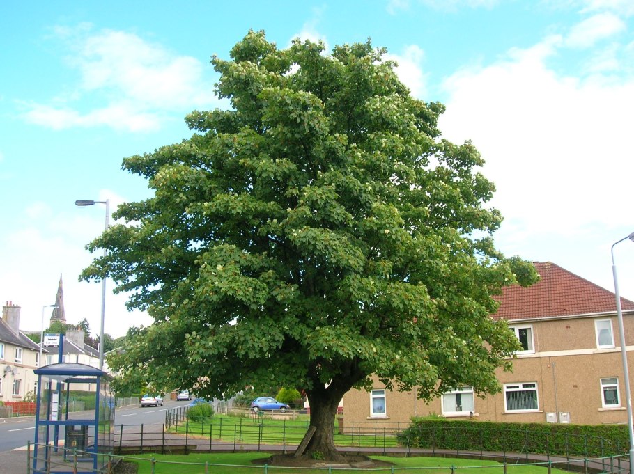 Platanus orientalis дерево