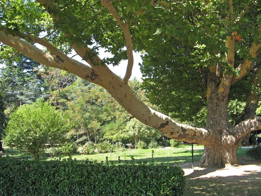 Платан Восточный дерево