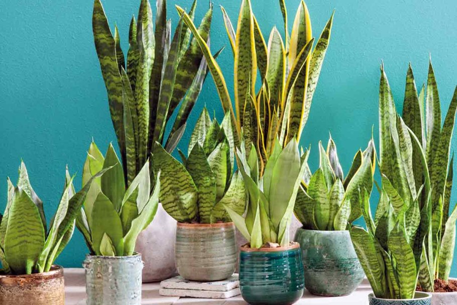 Houseplants цветок